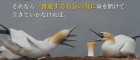 No.87　命を賭ける